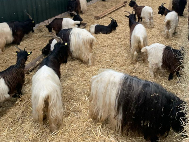 Valais Blackneck Goat For Sale Cheshire