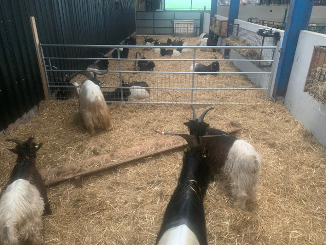 Valais Blackneck Goat For Sale UK