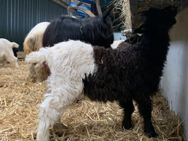 Valais Blackneck Goat For Sale Cheshire