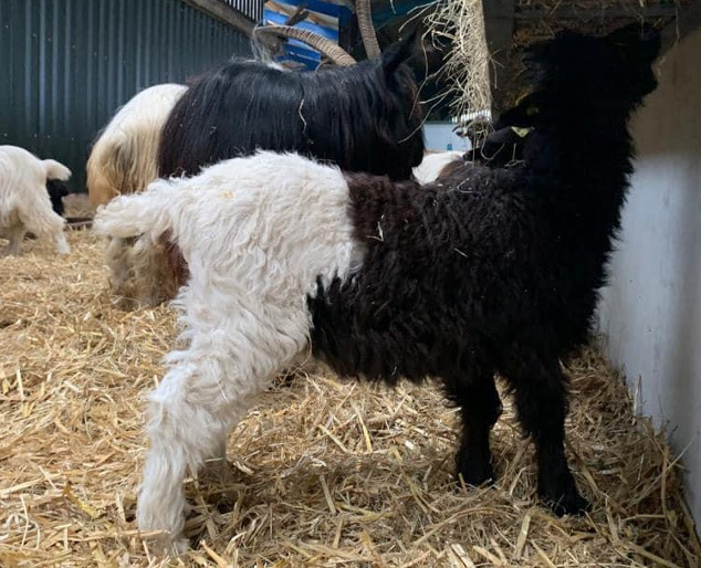 Valas Blackneck Goats For Sale