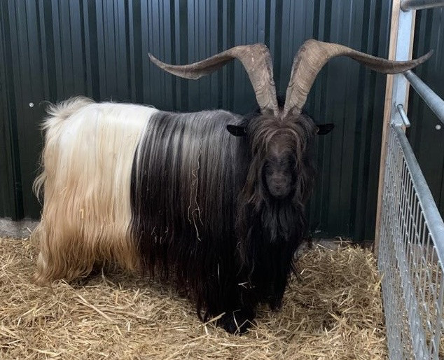 Valais Blackneck Goat