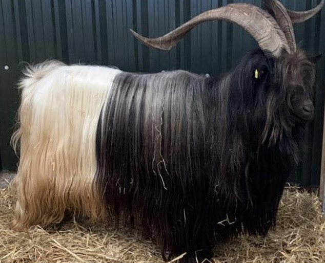 Valais Blackneck Goat