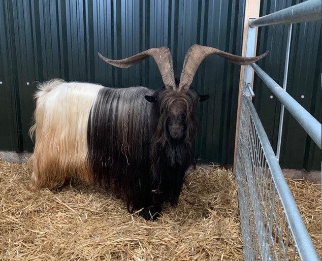 Valais Blackneck Goats