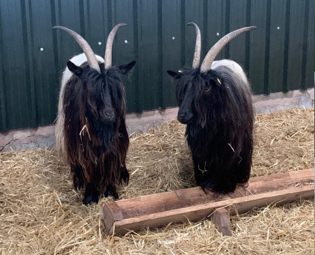 Valais Blackneck Goats for sale