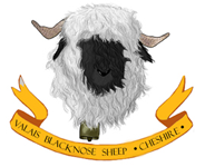 Valais Blacknose Sheep Cheshire